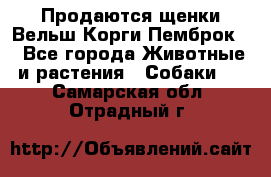 Продаются щенки Вельш Корги Пемброк  - Все города Животные и растения » Собаки   . Самарская обл.,Отрадный г.